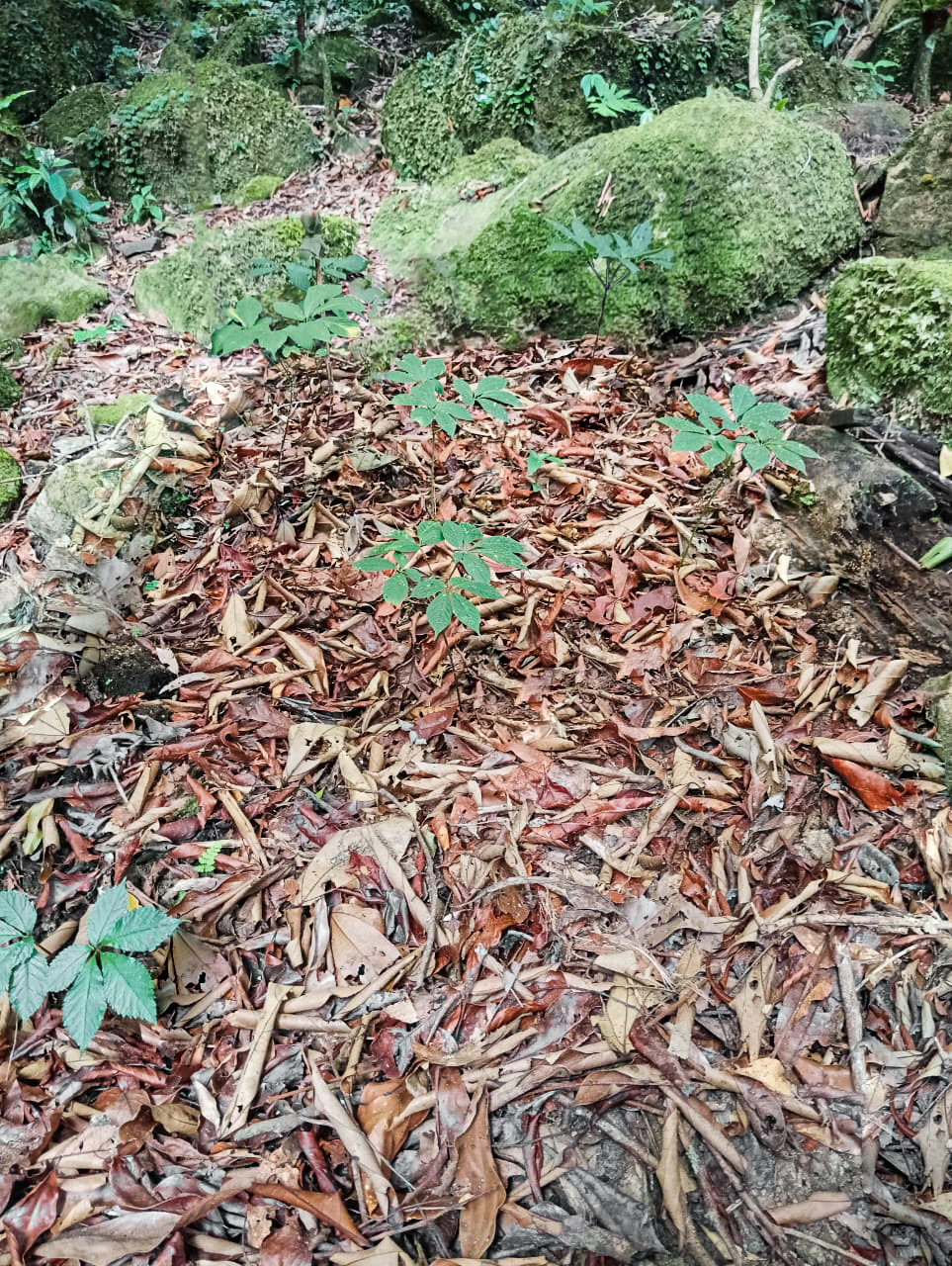 Trồng sâm Ngọc Linh ở đồng bằng